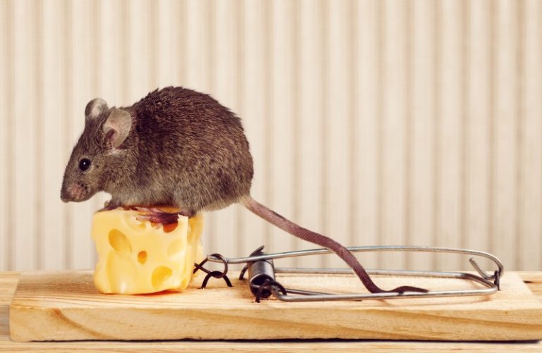 Mouse Trap With Cheese Mouse