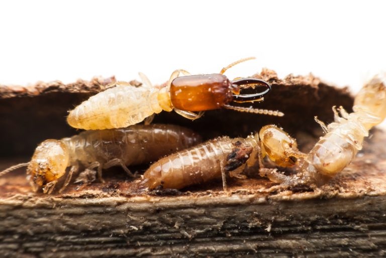 Termite Macro Decomposing Wood