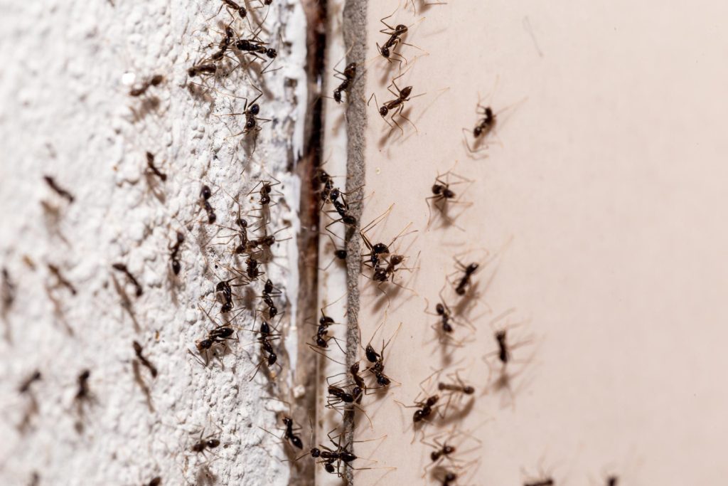 Bugs Wall Coming Out Through Crack Wall Sweet Ant Infestation Indoors