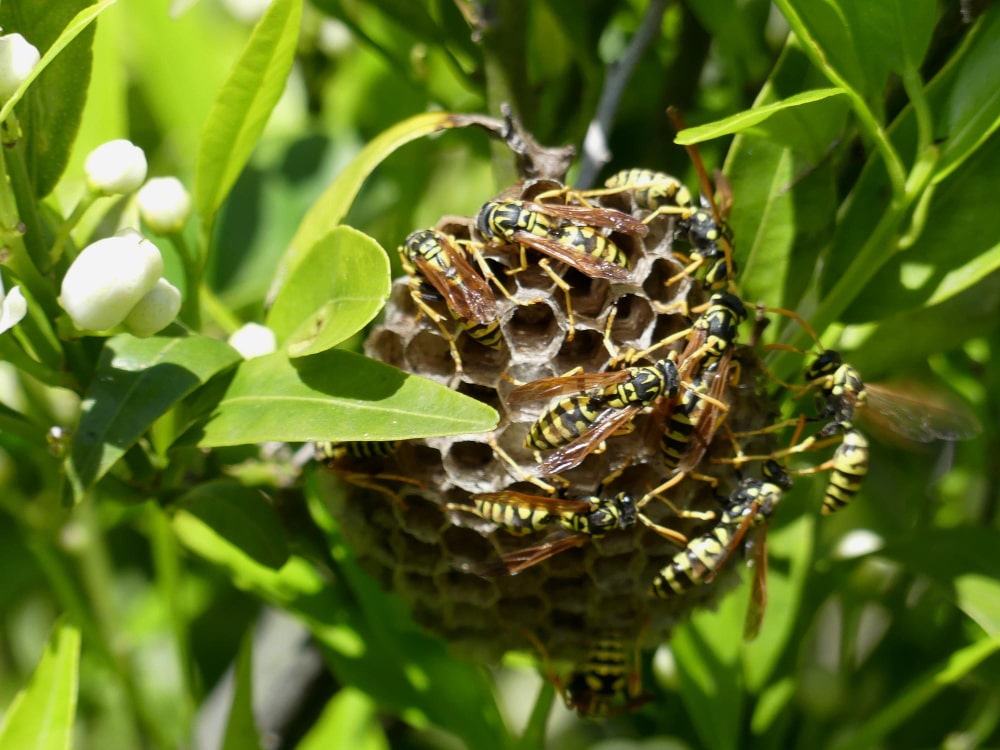 Wasp Nests